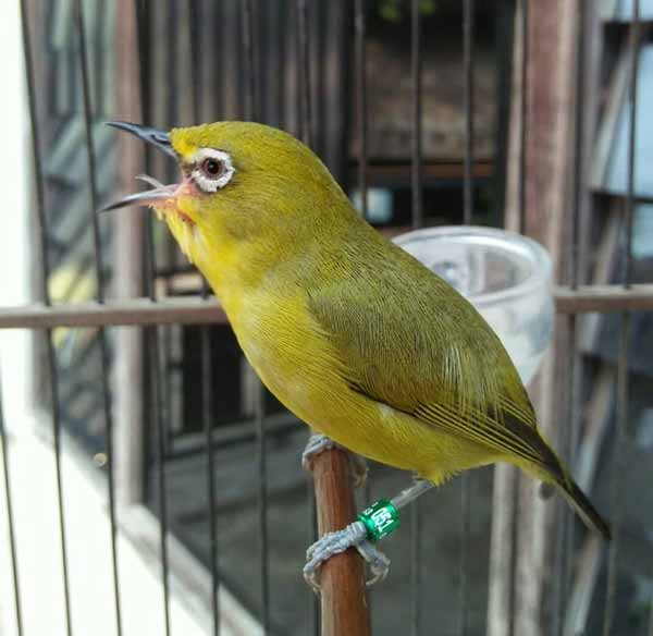 Detail Burung Kecil Warna Hijau Nomer 45