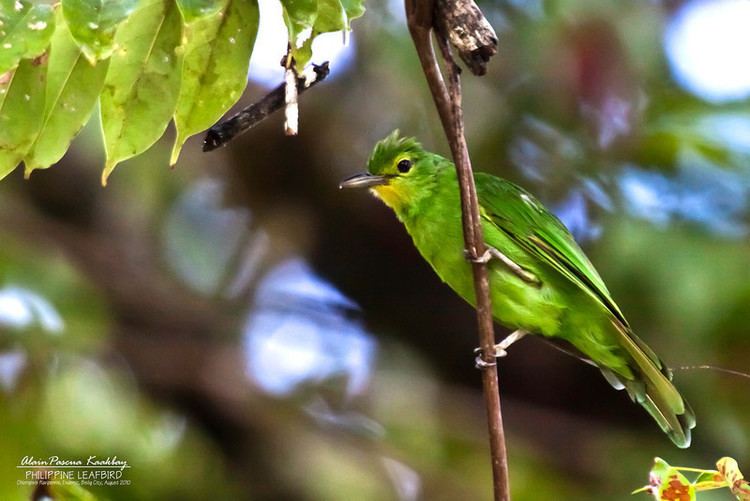 Detail Burung Kecil Warna Hijau Nomer 48