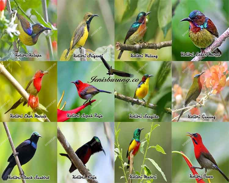 Detail Burung Kecil Warna Warni Nomer 27