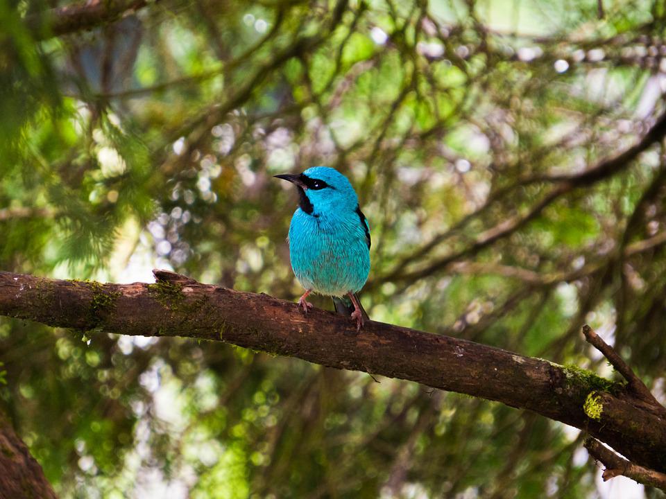 Detail Burung Kecil Warna Warni Nomer 38