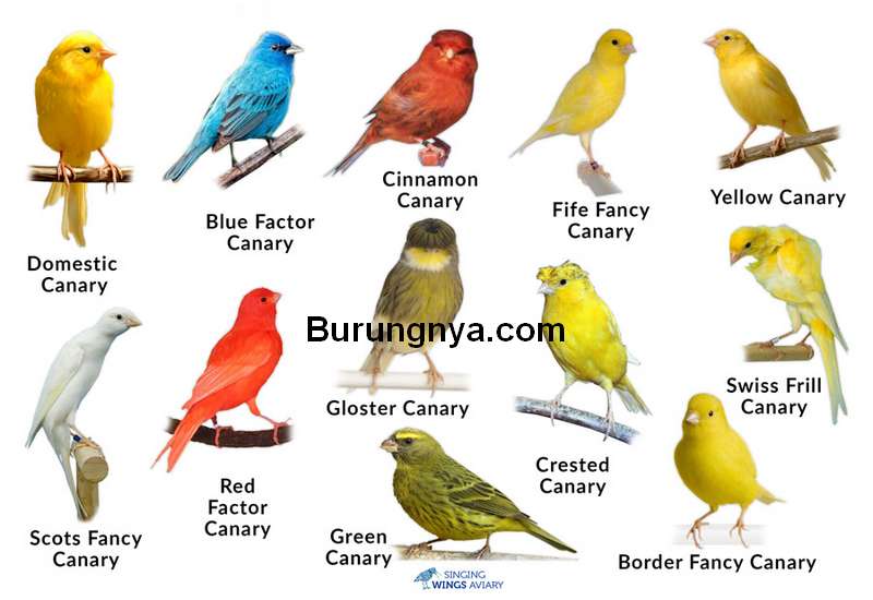 Detail Burung Kenari Kuning Nomer 20