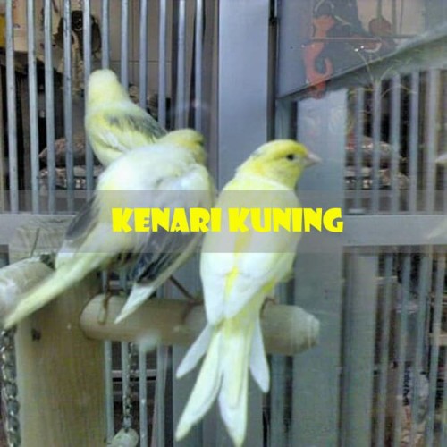 Detail Burung Kenari Kuning Nomer 30