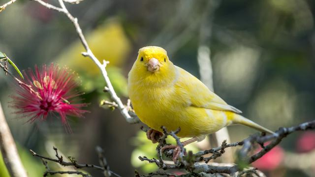 Detail Burung Kenari Kuning Nomer 50