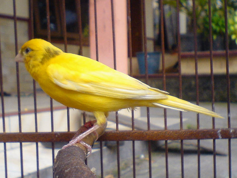 Detail Burung Kenari Kuning Nomer 8