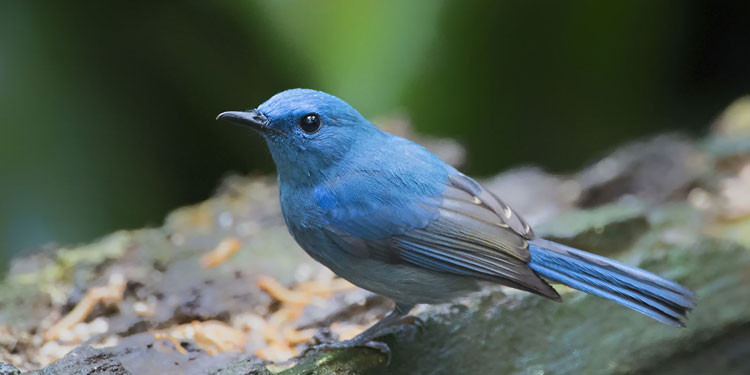 Detail Burung Kepala Biru Nomer 19