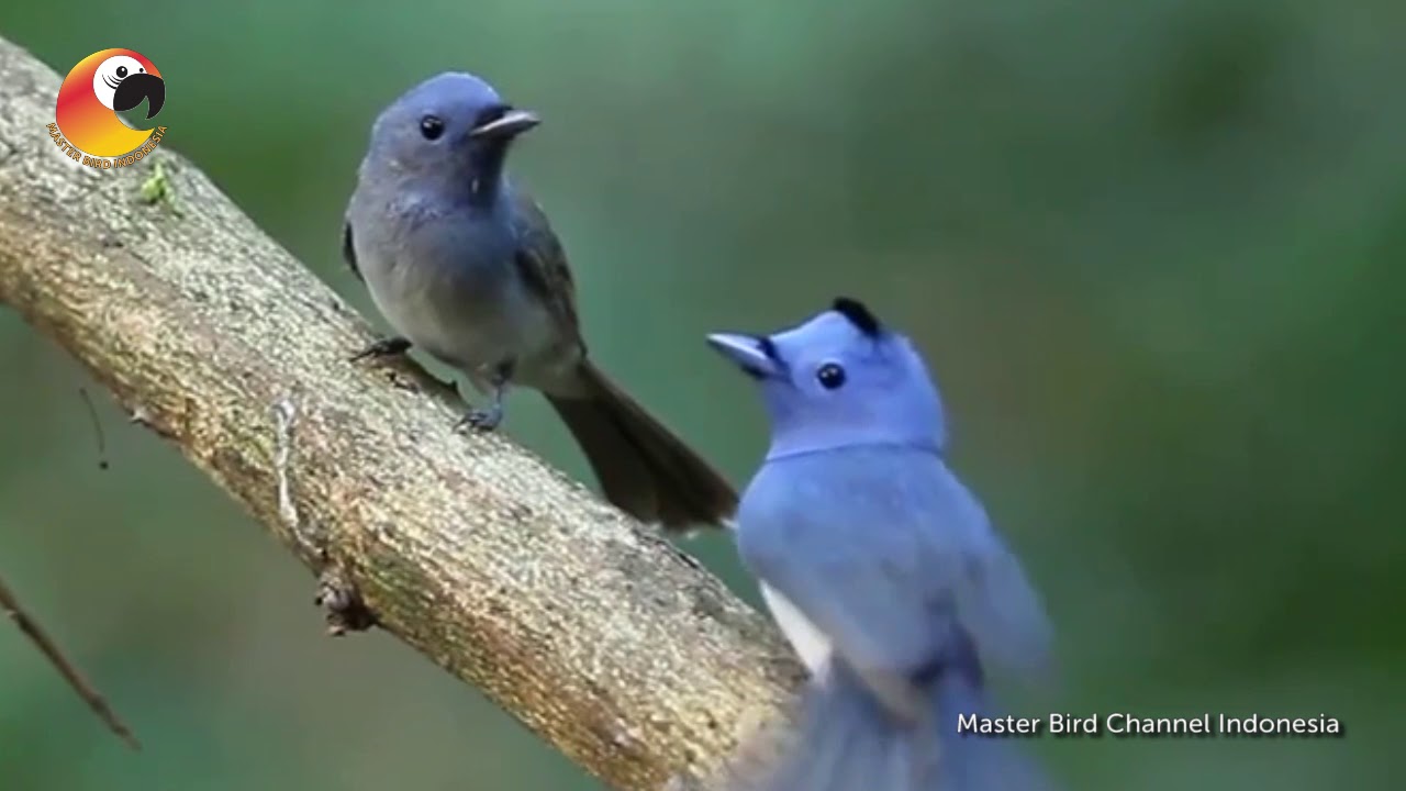 Detail Burung Kepala Biru Nomer 23