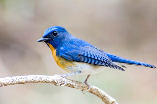 Detail Burung Kepala Biru Nomer 27