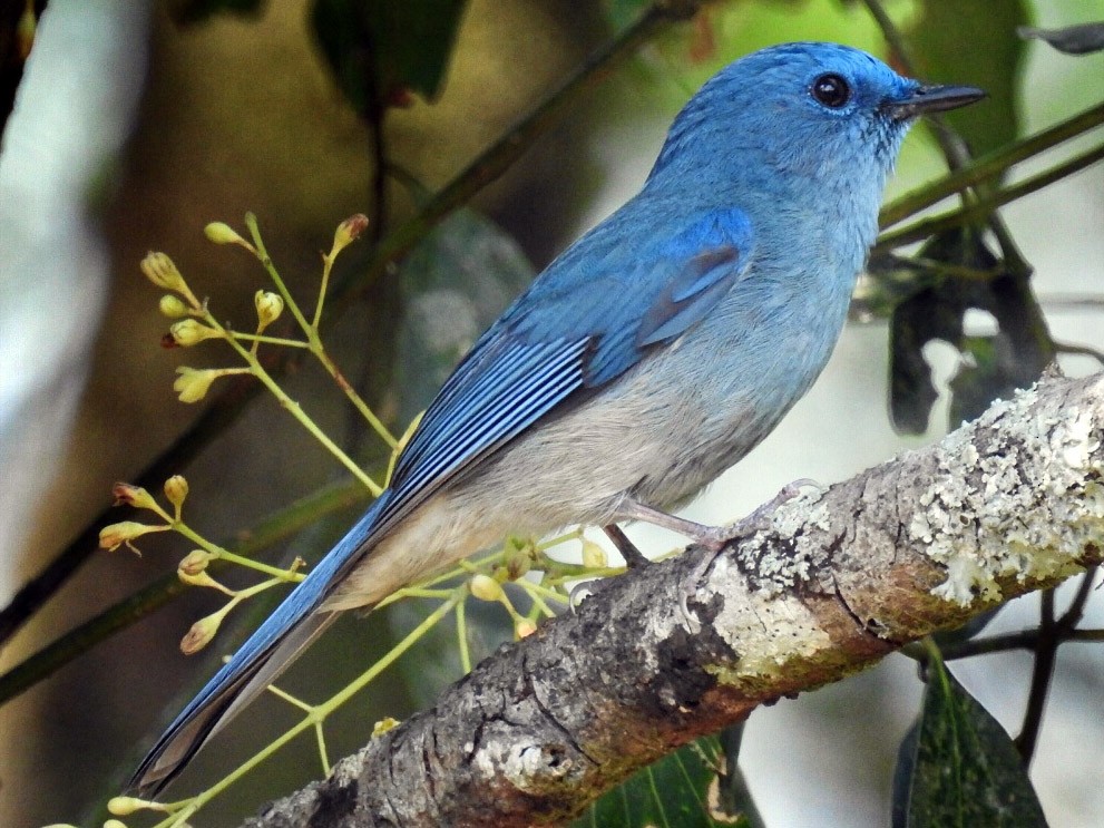 Detail Burung Kepala Biru Nomer 8