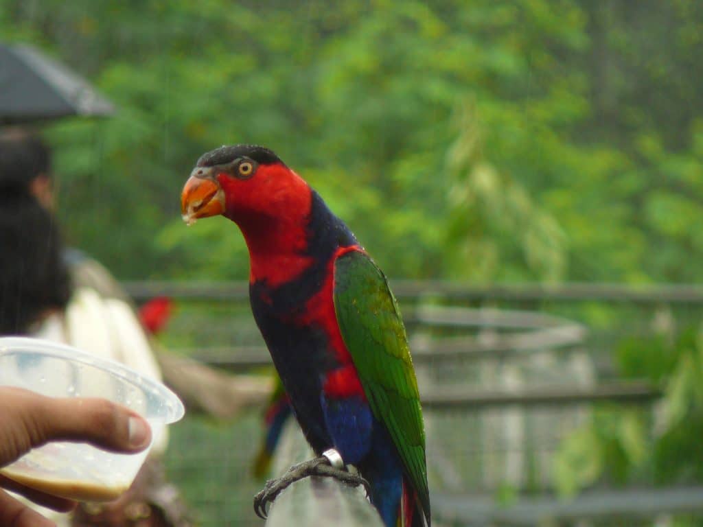 Detail Burung Kepala Hitam Nomer 5