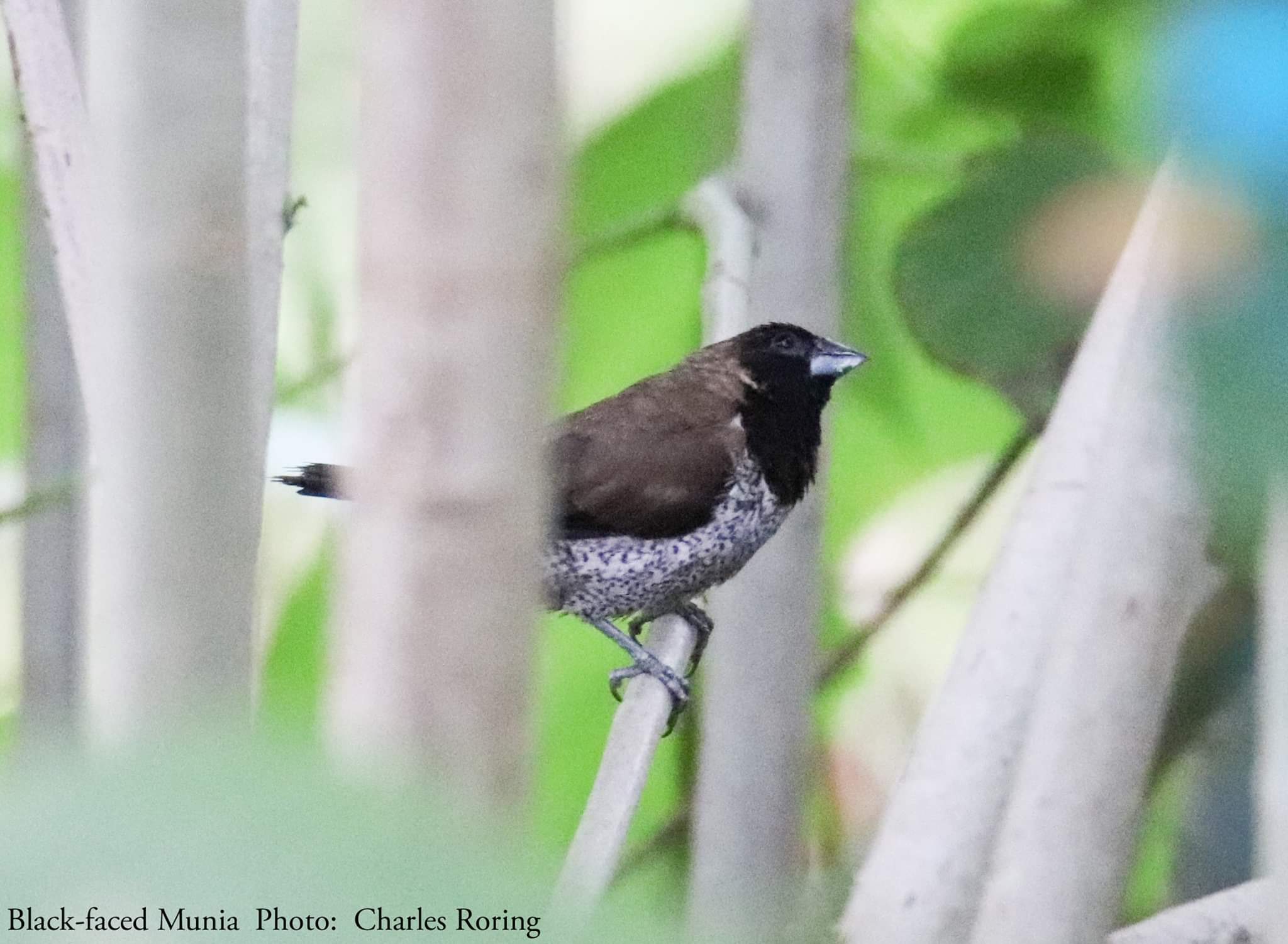 Detail Burung Kepala Hitam Nomer 6