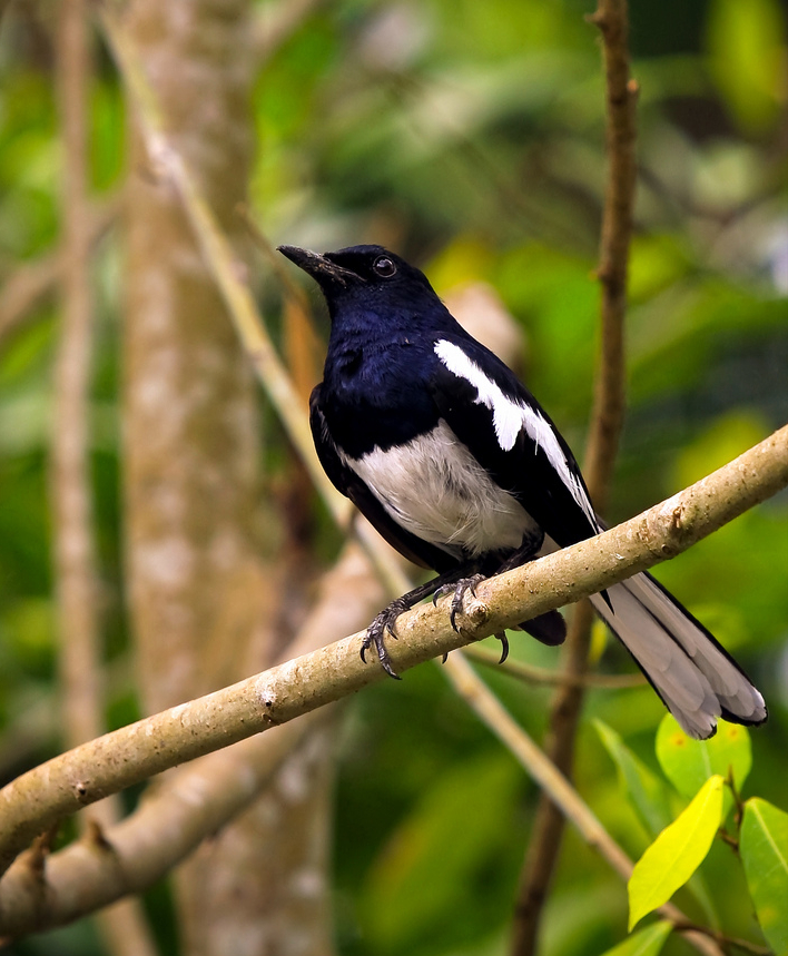 Detail Burung Klasifikasi Yang Lebih Rendah Nomer 14