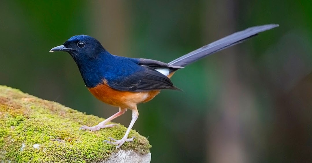 Detail Burung Klasifikasi Yang Lebih Rendah Nomer 20