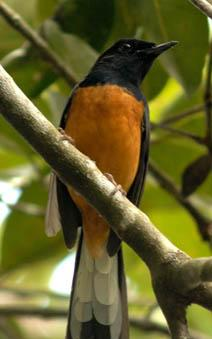 Detail Burung Klasifikasi Yang Lebih Rendah Nomer 27