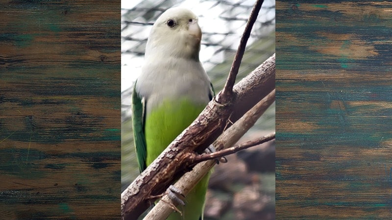 Detail Burung Klasifikasi Yang Lebih Rendah Nomer 29