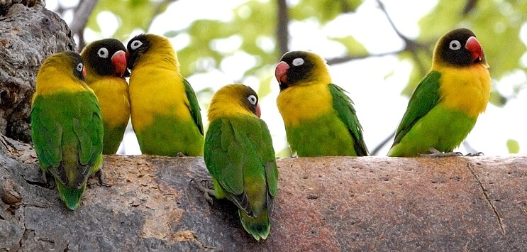 Detail Burung Klasifikasi Yang Lebih Rendah Nomer 34