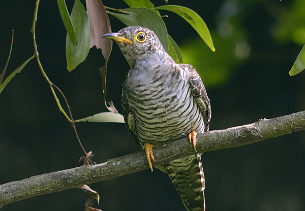 Detail Burung Klasifikasi Yang Lebih Rendah Nomer 37