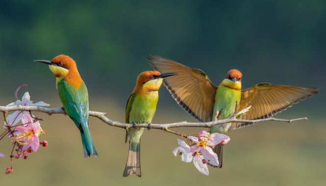 Detail Burung Klasifikasi Yang Lebih Rendah Nomer 40