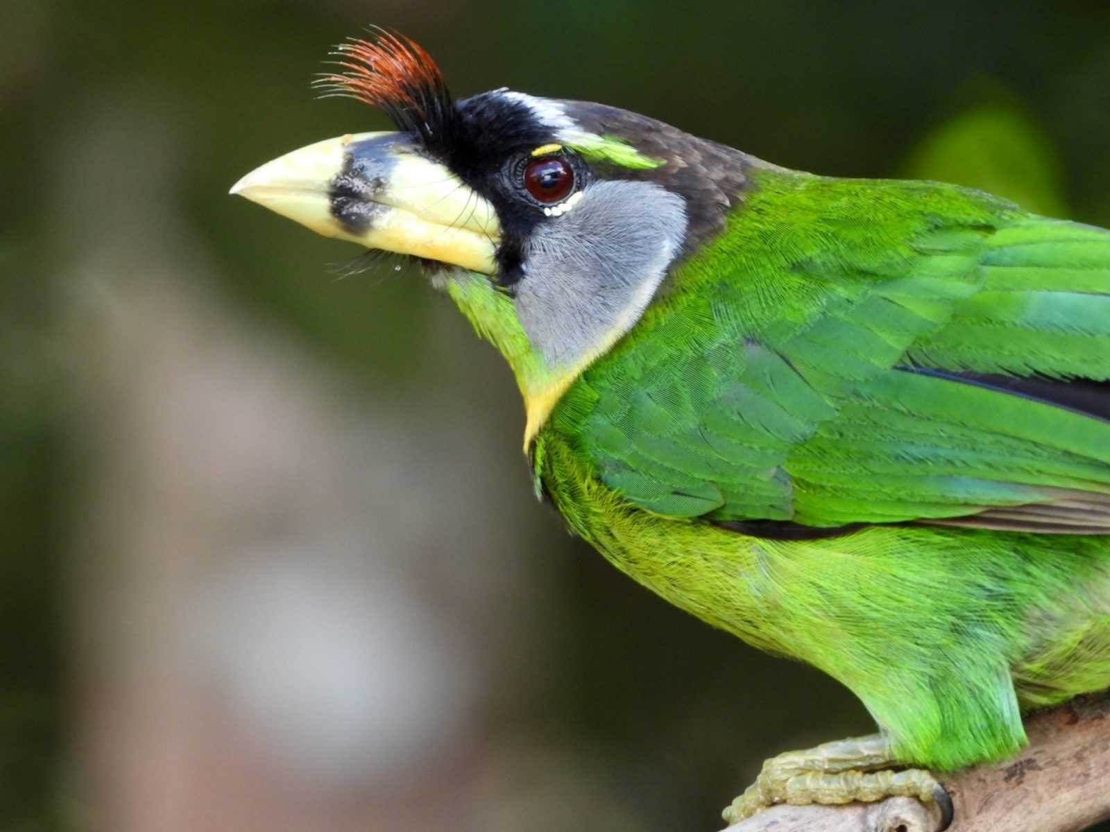 Detail Burung Klasifikasi Yang Lebih Rendah Nomer 48