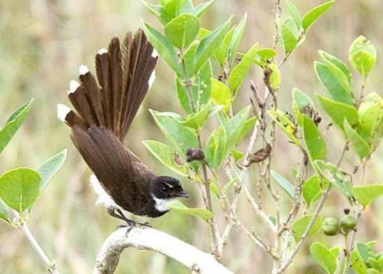 Detail Burung Klasifikasi Yang Lebih Rendah Nomer 49