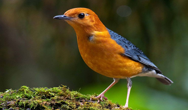 Detail Burung Klasifikasi Yang Lebih Rendah Nomer 53