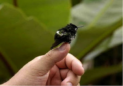 Detail Burung Klasifikasi Yang Lebih Rendah Nomer 54