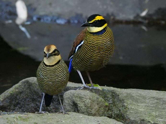 Detail Burung Klasifikasi Yang Lebih Rendah Nomer 55