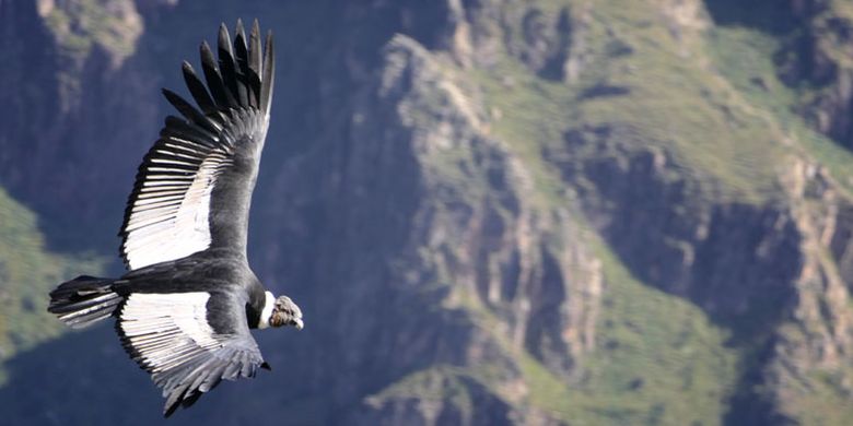 Detail Burung Kondor Andes Nomer 28