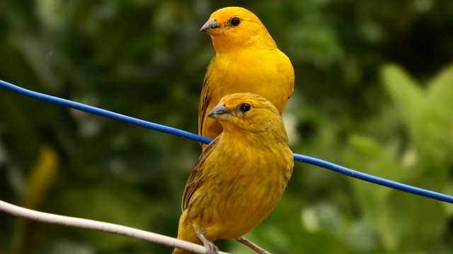 Detail Burung Kuning Kecil Nomer 12