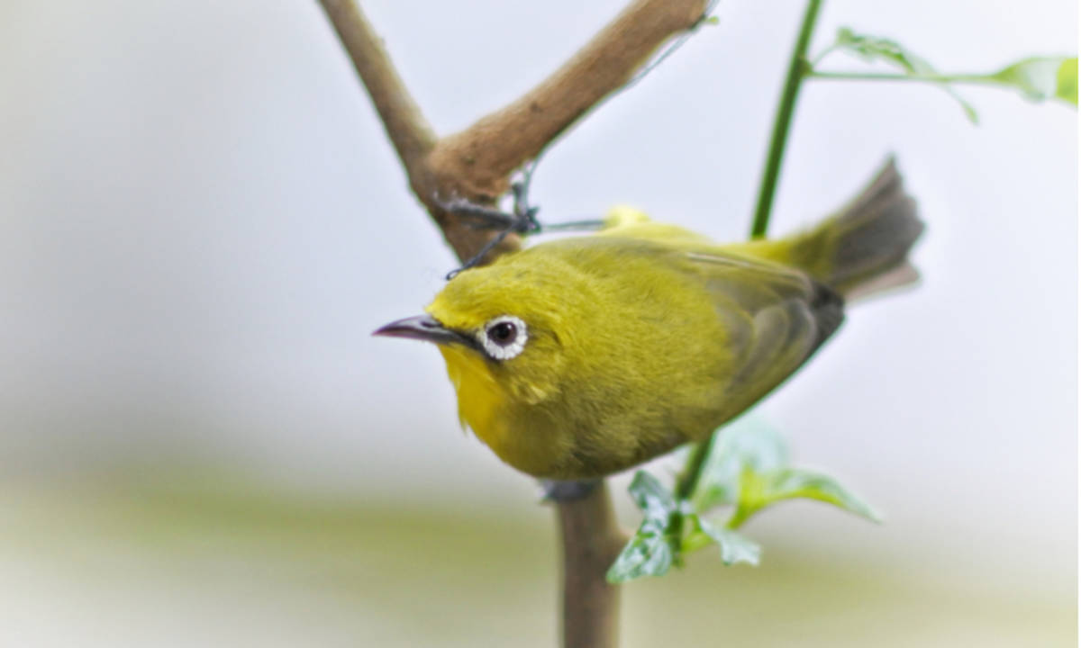 Detail Burung Kuning Kecil Nomer 27