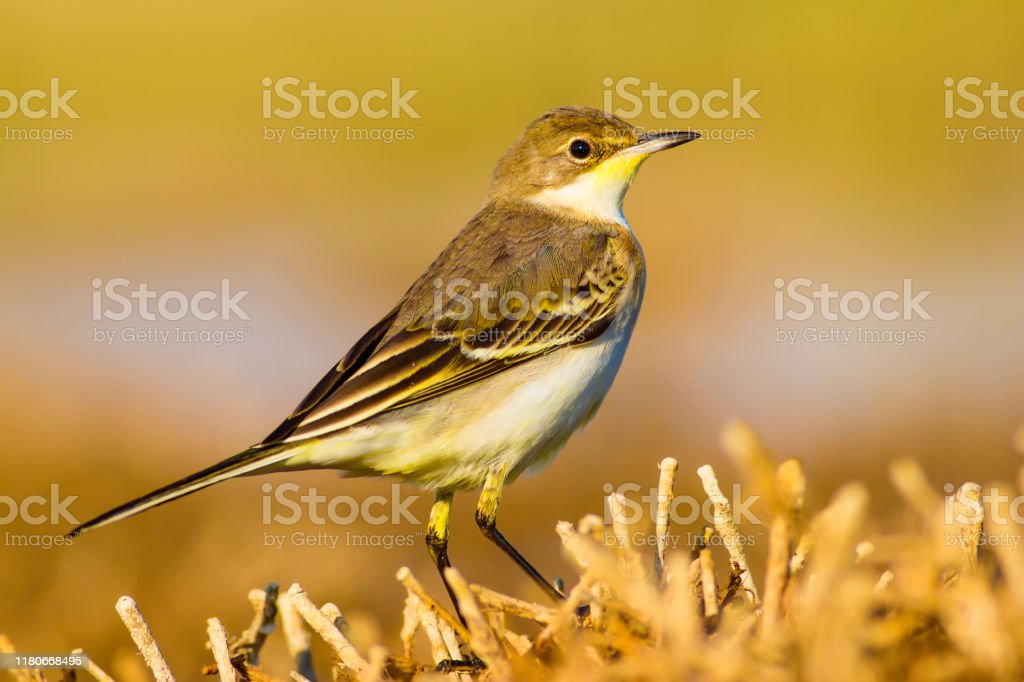 Detail Burung Kuning Kecil Nomer 33