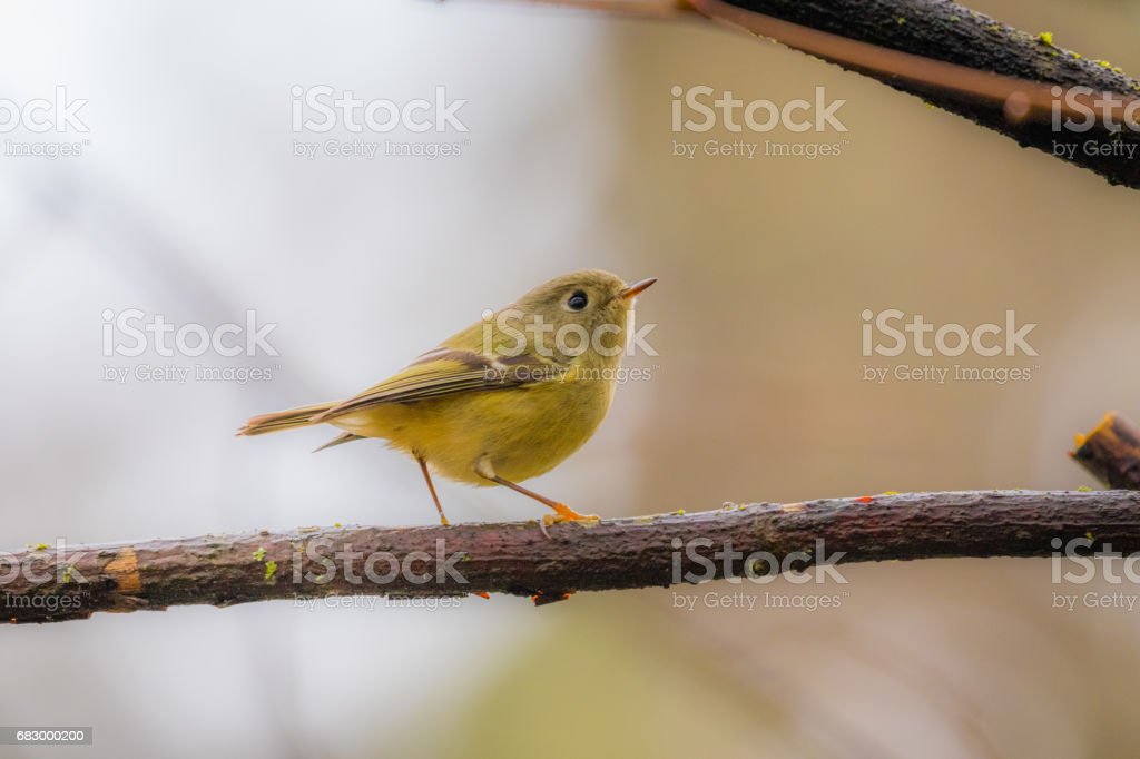 Detail Burung Kuning Kecil Nomer 35