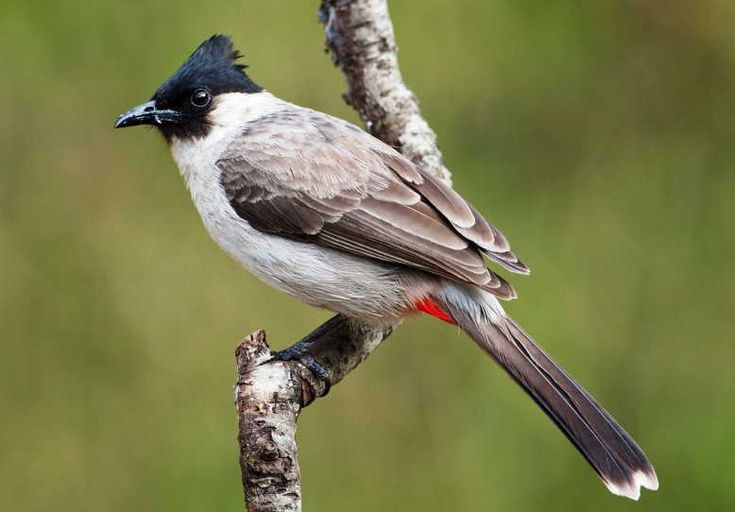 Burung Kutilang Jambul - KibrisPDR