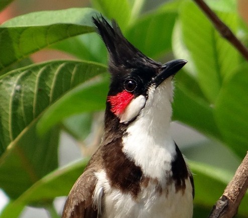 Detail Burung Kutilang Jambul Nomer 13