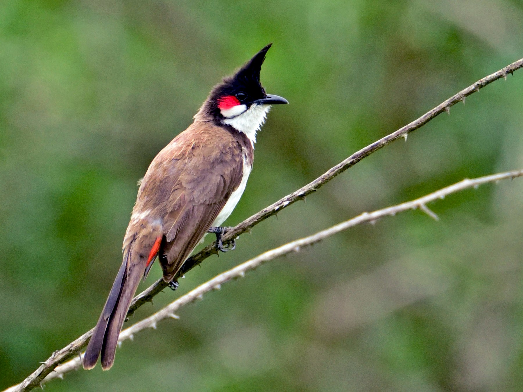 Detail Burung Kutilang Jambul Nomer 16