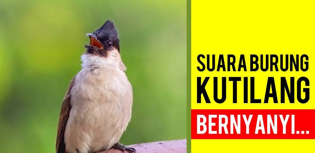 Detail Burung Kutilang Jambul Nomer 37