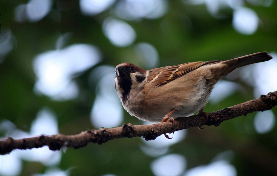 Burung Liar Di Sekitar Rumah - KibrisPDR