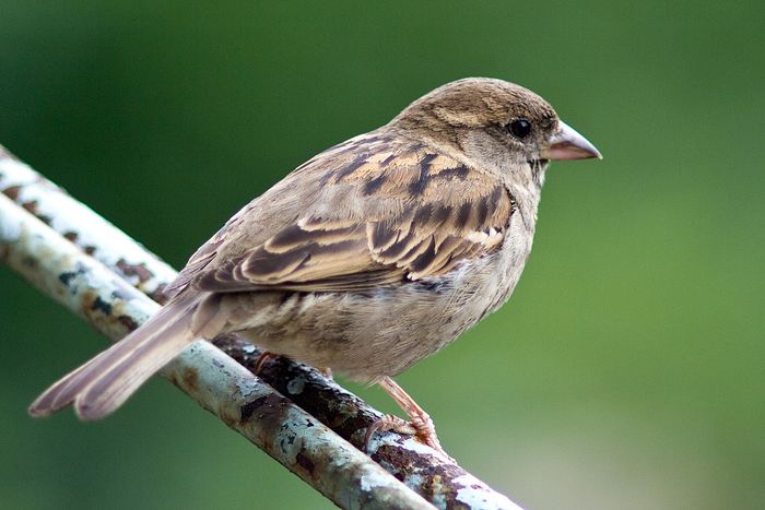 Detail Burung Liar Di Sekitar Rumah Nomer 18