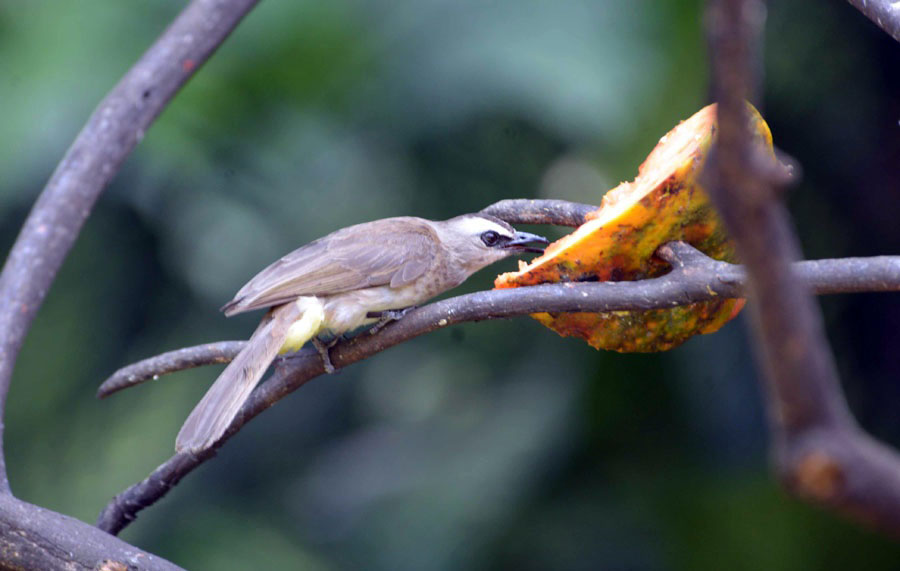 Detail Burung Liar Di Sekitar Rumah Nomer 3