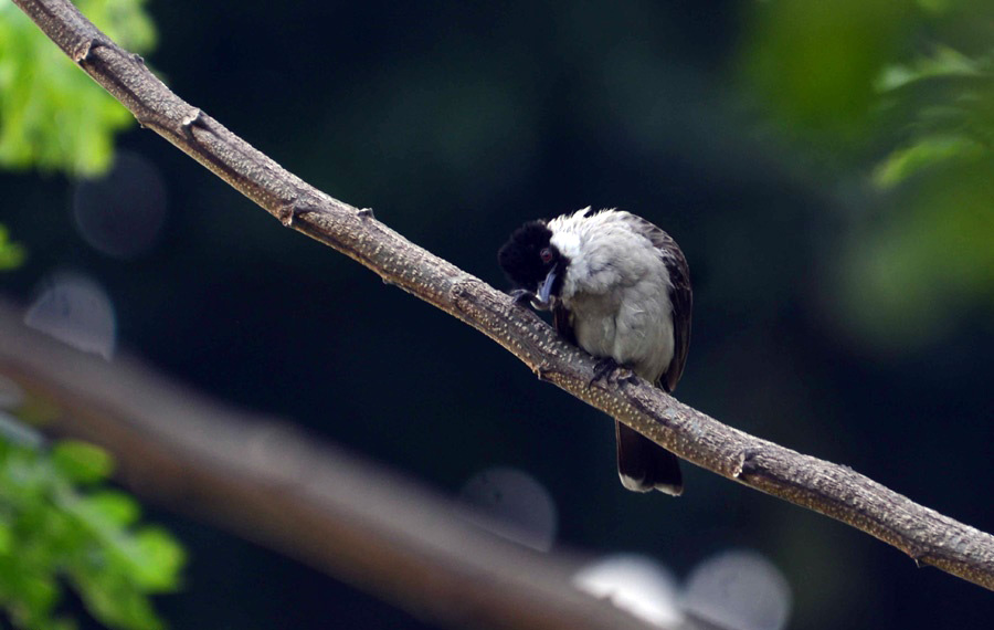 Detail Burung Liar Di Sekitar Rumah Nomer 4