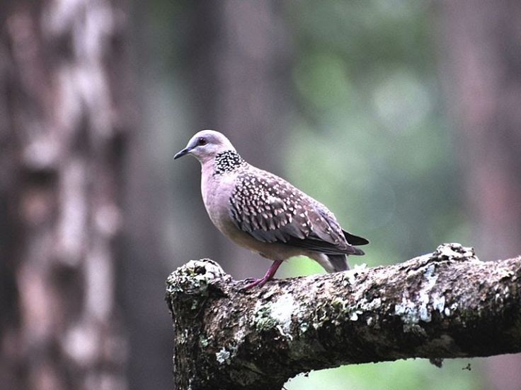 Detail Burung Liar Di Sekitar Rumah Nomer 27