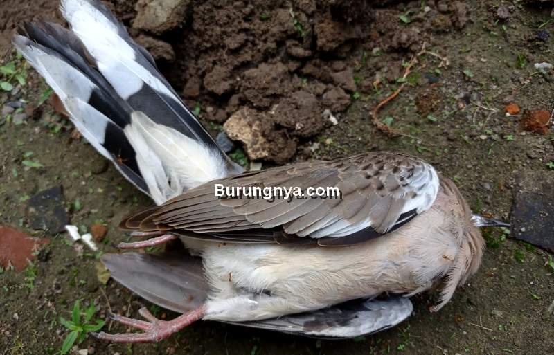 Detail Burung Liar Di Sekitar Rumah Nomer 30