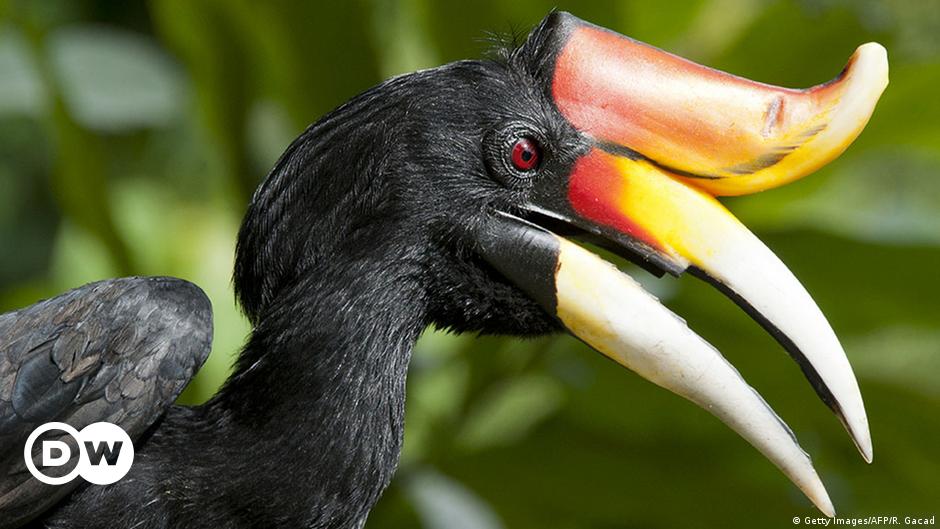 Detail Burung Liar Di Sekitar Rumah Nomer 35