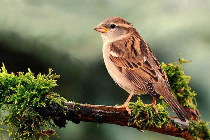 Detail Burung Liar Di Sekitar Rumah Nomer 39