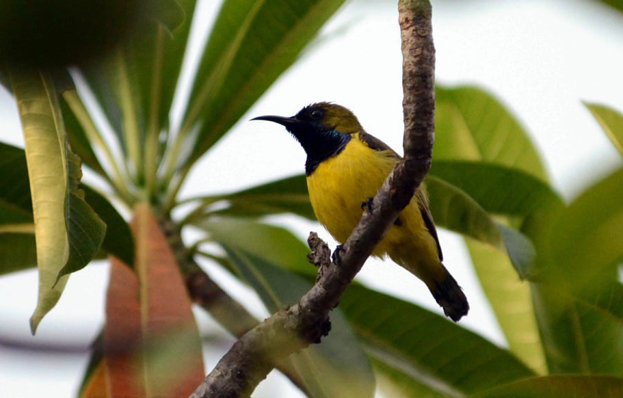 Detail Burung Liar Di Sekitar Rumah Nomer 6