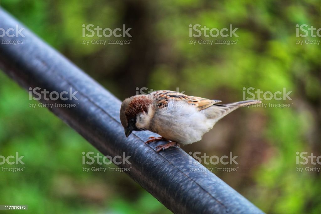 Detail Burung Liar Di Sekitar Rumah Nomer 46