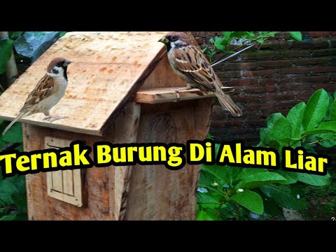 Detail Burung Liar Di Sekitar Rumah Nomer 47