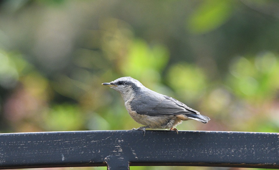 Detail Burung Liar Di Sekitar Rumah Nomer 49