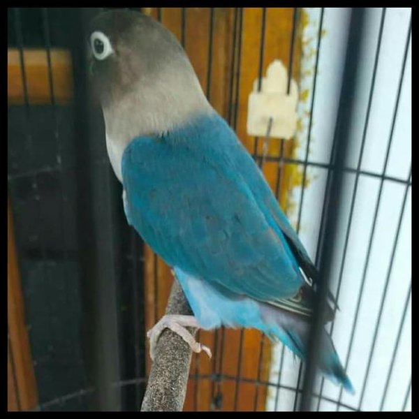 Detail Burung Lovebird Biru Nomer 28