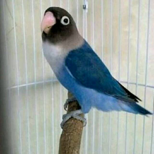 Detail Burung Lovebird Biru Nomer 4