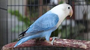 Detail Burung Lovebird Biru Nomer 29